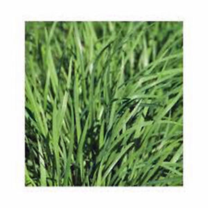 CLK Chives Seed, Heirloom, Non Gmo, 25+ Seeds, Chive Seed, Chive Seeds - $3.29