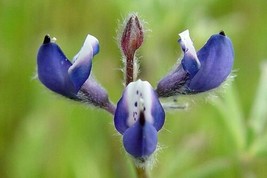 Lupinus Bicolor  Dove &amp; Annual &amp; Miniature &amp; PigmyLeaved Lupine  20_Seeds From U - $12.95