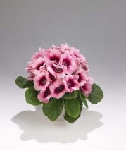 25 seeds Bicolor Pink Empres Gloxinia Flower Rapid Heirloom Seeds Easy Plant Qui - £6.44 GBP