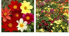 600 Seeds Dahlia Mixed Colors Dwarf 10-16&quot; Cut Flower Garden Annual Seeds - £21.57 GBP