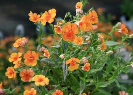 100 Pcs Orange Prince Nemesia Flower Seeds #MNSS - £11.77 GBP