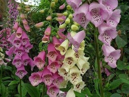 LWSTORE 50 Foxglove Digitalis Excelsior Mix Flower Seeds Perennial USPS Shipping - $8.78