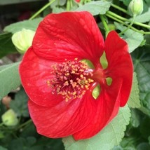 15  Red Abutilon Flower Seeds  Perennial   Flowering Maple From US - $9.49