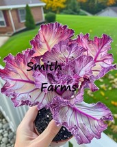 PSA 100 Rubber Rabbit Brush Seeds For Planting Hardy Perennial Fast Grow - $19.60
