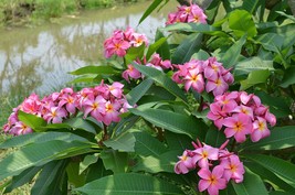 Hawaiian Pink Plumeria Frangipani Plant Cutting 1 Cutting Unrooted No Bloom - £20.77 GBP