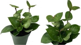 6&quot; Pot Hoya Green Wax Plant Indoor Great Live Houseplant living room - £85.58 GBP