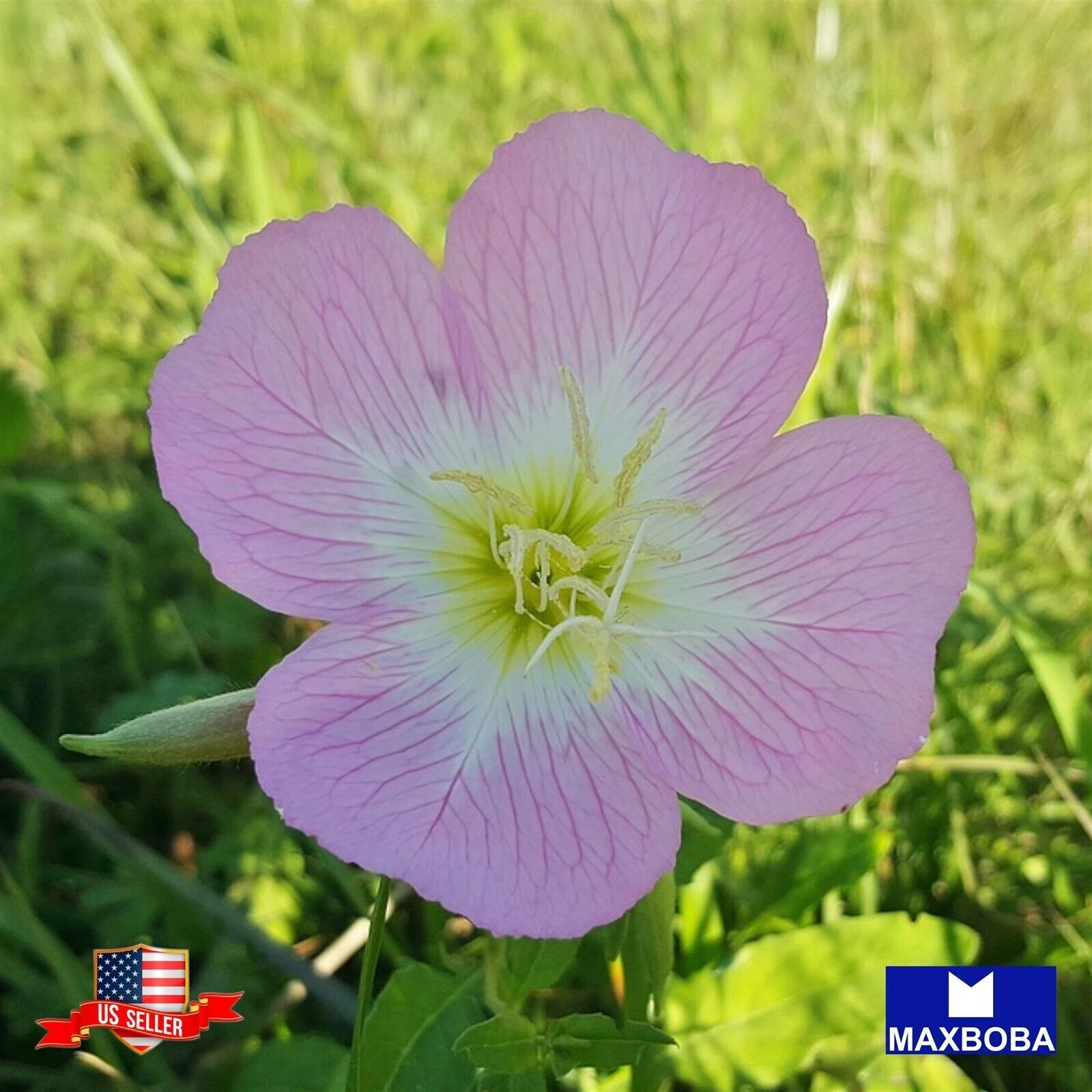Oenothera Seeds - Showy Evening Primrose Non-GMO - $8.32