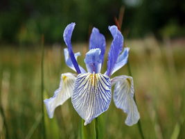 10 Pcs Western Blue Flag Iris Seeds #MNHG - £11.45 GBP