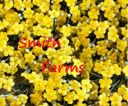 25 Seeds Yellow Forget Me Not Flowers Fast Growing Groundcover Fresh Seeds USA S - $12.25