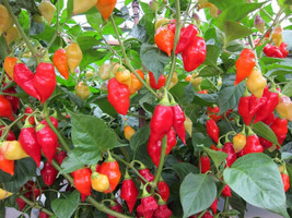 200 Santa Fe Grande Pepper Guero Chili Capsicum Annuum Vegetable Seeds From US - $8.35