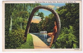 Florida Postcard Silver Springs The Horse Shoe Or Lucky Palm - $2.19