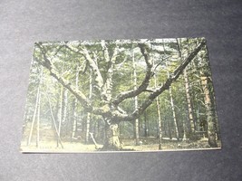 White Mountains, The Wizard Birch. Cathedral Woods Intervale – N. H.  Postcard. - £9.49 GBP