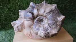 Item image 12