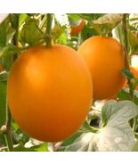 20PCS SEEDS Fresh Earth Sweet Organic Red Melon Seeds.(#5220) - $7.91 CAD