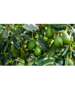 Live Plant Grafted  Avocado Live Fruit Tree DON RAMON Easy to Grow - £117.67 GBP