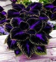 25 Flower Seeds Black Purple Coleus Fresh - $8.99