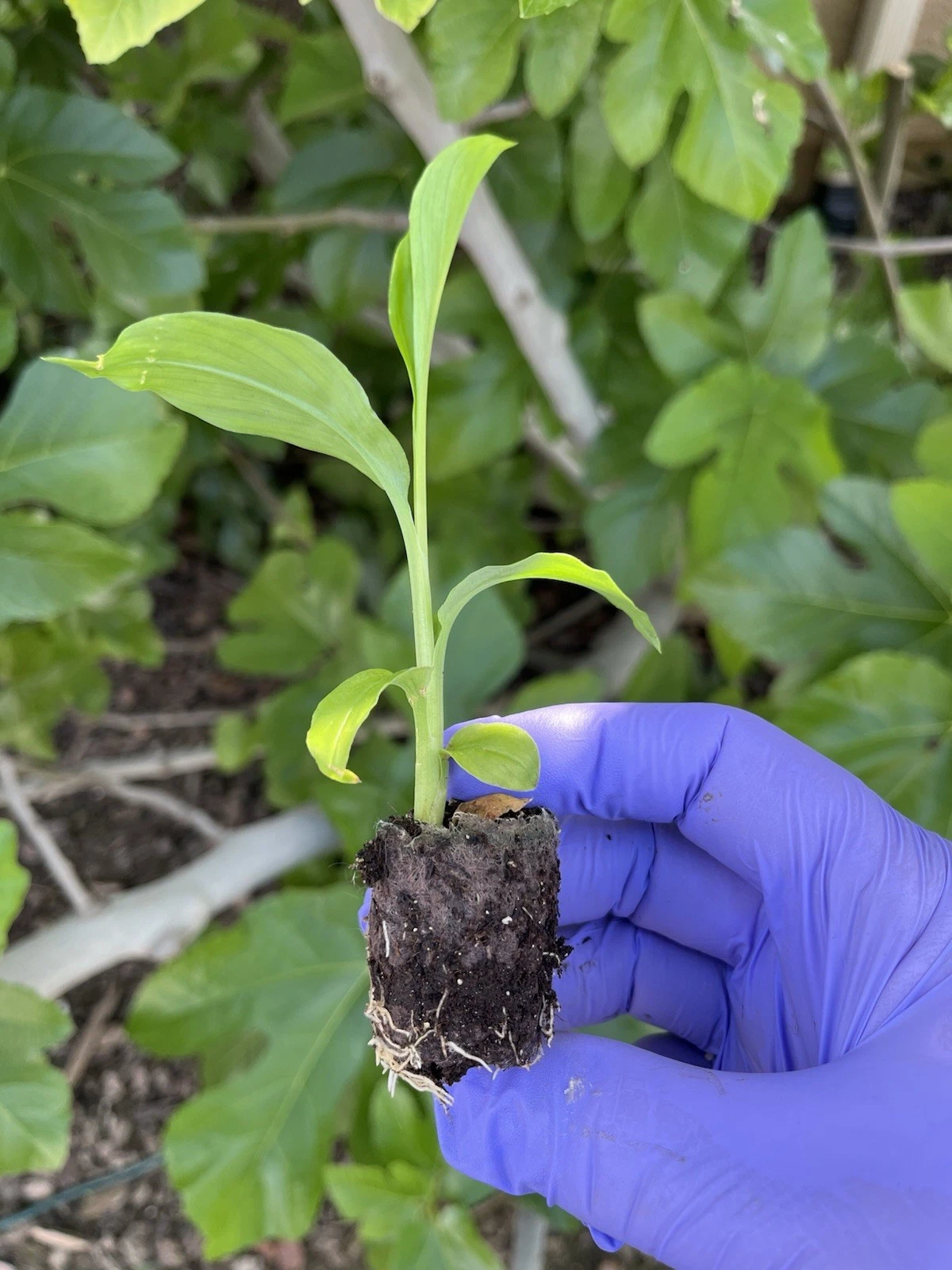 Yellow Turmeric Ginger (Curcuma longa) - Live Plant - LOWEST PRICE - $26.80