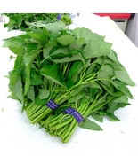 25 Seeds Big Leaf Water Spinach Seeds, Easy To Grow Green Vegetable Seeds - £23.12 GBP