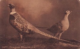 Oregon Rooster &amp; Hen Male &amp; Female Pheasants Salem Postcard C55 - £2.37 GBP