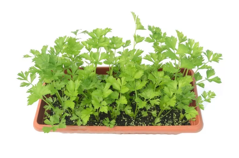 2000 Seeds Cutting Leaf Celery Apium Graveolens Soup Vegetable Herb - £10.56 GBP