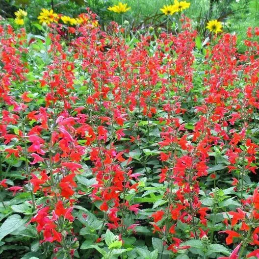 BStore 300 Seeds Sage Red Scarlet Salvia Perennial Hummingbird Flowers Non-Gmo - £7.36 GBP