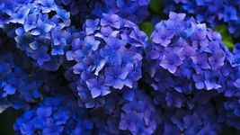 75 Seeds Packet Hydrangea Seeds - Fragrant Style 4 - £9.57 GBP