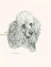 #80 GREY POODLE *  dog art print * Pen and ink drawing * Jan Jellins - $12.50
