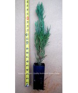 Giant Sequoia Trees - Potted- 12-16&quot; tall, 16-24&quot; tall, and 24-30&quot; tall - $33.61+