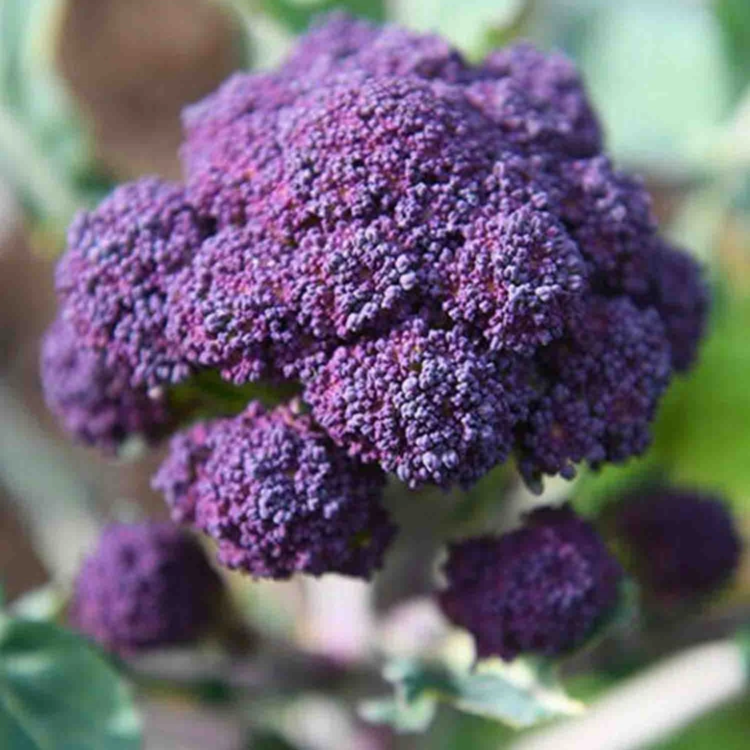 400+ Early Purple Sprouting Broccoli Seeds | NON-GMO HEIRLOOM - $6.96