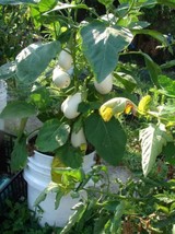 BPA 40 Seeds White Star Finger Fruit Eggplant Solanum Melongena Aubergine Fruit  - £7.88 GBP