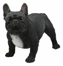 Cute Large Lifelike Black French Bulldog Statue With Glass Eyes 19.5&quot;Lon... - $135.99