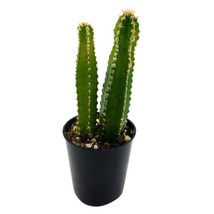 Acanthocereus tetragonus Fairy Castle Cactus 2 inch Pot - $32.88