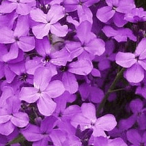 500 Seeds Dame&#39;s Rocket Purple Biennial Attracts Pollinators Gifts Grow Fast Pla - £6.71 GBP