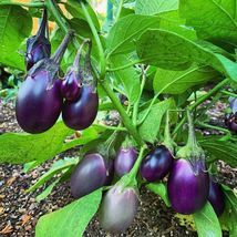 100 seeds Eggplant Black Beauty Small Fruit Organically grown NON GMO Fr... - $10.00