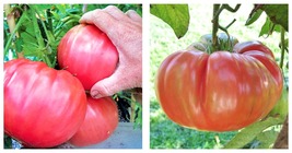 Brandywine Pink Tomato Seeds 300 Fresh Garden Seeds - £15.76 GBP