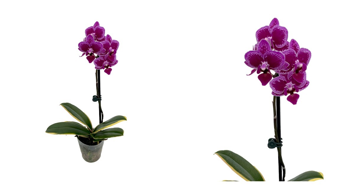 Variegated Leaves - Chia E Yenlin Phalaenopsis 'Variegata' Orchid - 3.5" Pot - $72.99