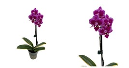 Variegated Leaves - Chia E Yenlin Phalaenopsis &#39;Variegata&#39; Orchid - 3.5&quot;... - £57.67 GBP