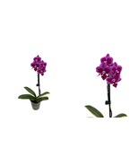 Variegated Leaves - Chia E Yenlin Phalaenopsis &#39;Variegata&#39; Orchid - 3.5&quot;... - £57.41 GBP