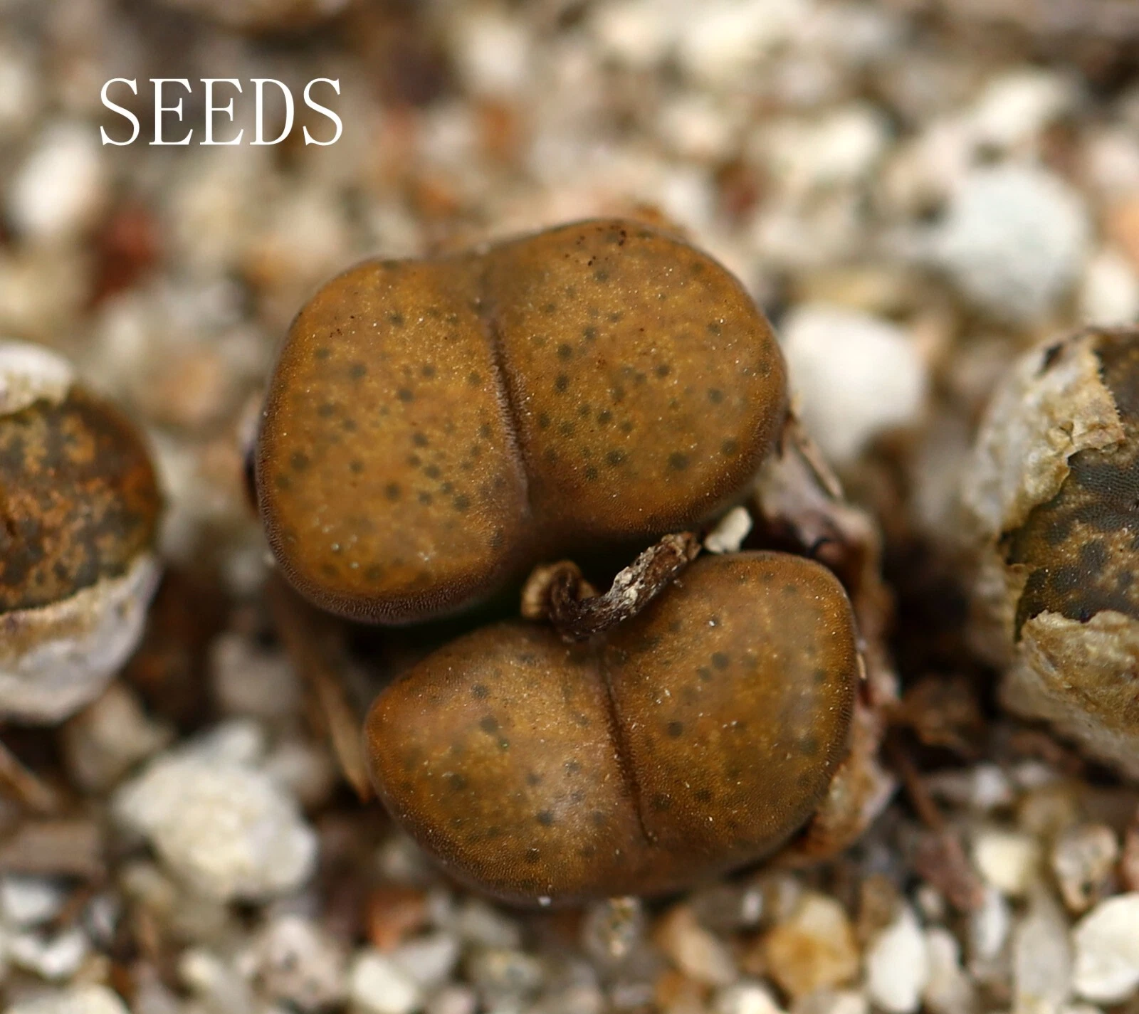 SEEDS - C.arthurolfago  C.pellucidum cupreatum 15seeds - $33.61