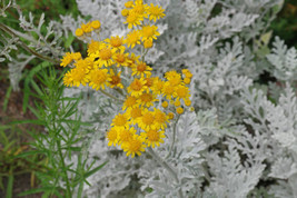 Fresh Senecio Cineraria Syn Jacobaea Maritima Dusty Miller - Silver Foliage - Se - £7.01 GBP