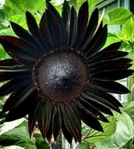 20 seeds Black Beauty Sunflower Nourish Your Soil with Organic Planting Seeds  - £11.39 GBP