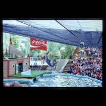 Seaworld type Show 1979 Dolphin Jumping near Coca Cola Sign Found Slide Photo - £10.52 GBP