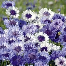 50 Purple Mix Bachelor&#39;S Button Seeds Annual Flower Flowers 613 Gardening Fresh  - $15.00