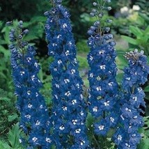 50 Delphinium Blue Bird Flower Seeds - £17.66 GBP