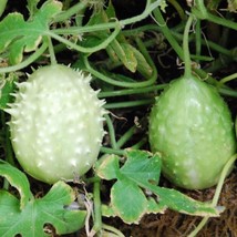 West Indian Gherkin Cucumber Seeds 10 Seeds Gardening USA SELLER - £13.38 GBP