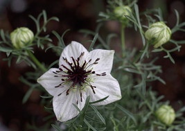 Grow In US Black Cumin Roman Coriander Four Spice 100 Seeds  - £6.47 GBP