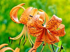 15 TIGER LILY SEEDS / BULBETS  - £10.18 GBP