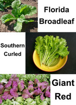 SEPT 500 Gourmet Mustard Blend Seeds Fresh For Gardens - $5.88