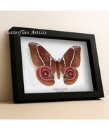 Madagascar Emperor Antherina Suraka Real Moth Framed Entomology Shadowbox - $1,467.34 MXN