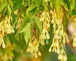 FAST GROWING NATIVE TREE: BoxElder Maple (Acer negundo) semi bare rooted... - $18.75+